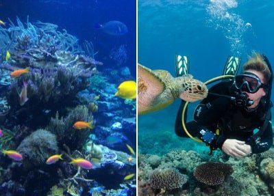 Diving in Tenerife