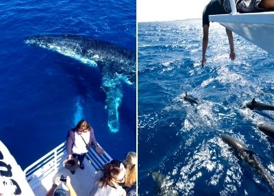 Whale Watching in Tenerife